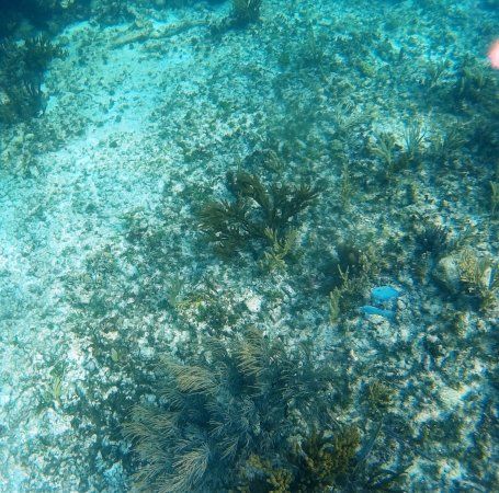 Cenote Crystal